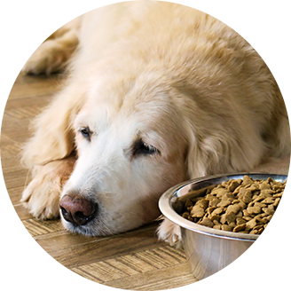 dogimg4