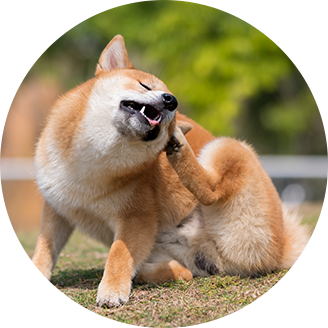 dogimg1