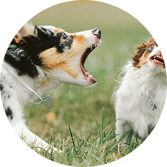 dogimg2